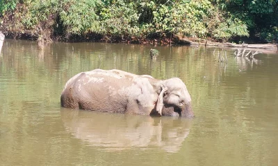 The image shows the wild elephant in Lathitila reserve forest. Photo: Dhaka Tribune 