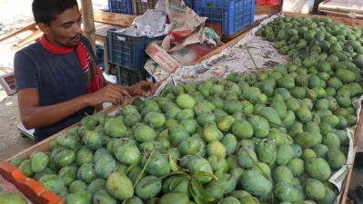 The image shows some mangoes in a market in Rajshahi on Sunday, June 9, 2024. Photo: Dhaka Tribune