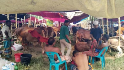 Cattle market