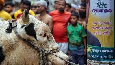 A cow is pictured before being sacrificed on the occasion of Eid-ul-Azha on Monday, June 17, 2024. Photo: Ahadul Karim Khan/Dhaka Tribune