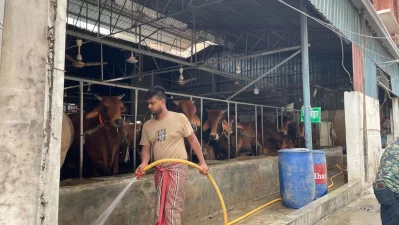 The image shows cleaning work at Sadeeq Agro in Dhaka on Friday, June 28, 2024. Photo: Dhaka Tribune