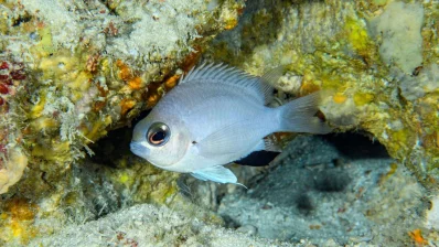 New-to-science damselfish Chromis abadhah pictured in Faadhippolhu Atoll, Maldives. (Courtesy: California Academy of Sciences)