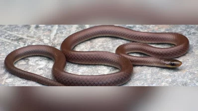 Anguiculus dicaprioi, or DiCaprio’s Himalayan snake, is named after actor and environmentalist Leonard DiCaprio (Courtesy NHM)