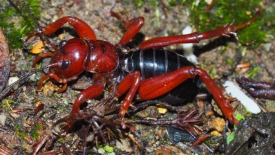 Stenopelmatus nuevoguatemalae is a Jerusalem cricket, or potato bug, from Guatemala. (Courtesy: California Academy of Sciences)