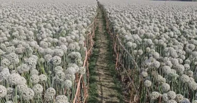 The districts Department of Agricultural Extension (DAE) hoped a turnover of at least Tk500 crore from the crop in the current season. Photo: UNB