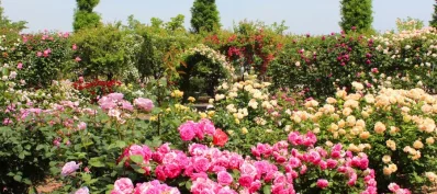 Taif where fragrant roses meet timeless heritage. Photo: Dhaka Tribune