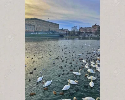 Mute swans and ducks in Norrstr&ouml;m, the river in central Stockholm, overlooking the Royal Palace and Swedish Parliament Building. 