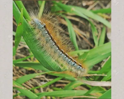 A caterpillar in the lush vegetation of Cranberry Flats.