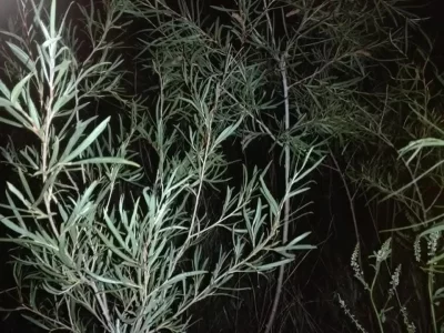 Image shows Sandbar Willows, very common at Cranberry Flats. These hardy shrubs thrive in the sandy, riparian environment along the South Saskatchewan River. They play a crucial ecological role at Cranberry Flats by stabilizing shorelines, providing wildlife habitat and are a primary food source for local beavers. Their early-blooming catkins provide essential nectar and pollen for bees in the spring.