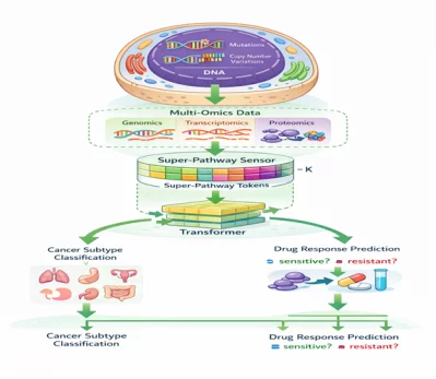 Figure: AI framework showing gene-to-pathway and super-pathway representations used to predict cancer subtype and drug response.