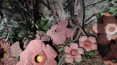 Specimens of Rafflesia, a genus of rare parasitic flowering plants found in the tropical rainforests of Southeast Asia. Photo: Reaz Ahmad