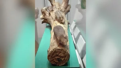 Taxidermied bamboo rats. Photo: Reaz Ahmad