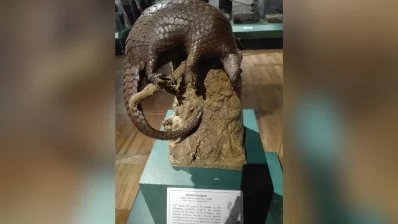 A Philippine pangolin. Photo: Reaz Ahmad