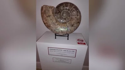 This image shows a fossilized shell of an extinct marine mollusk known as an ammonite. It dates back to approximately 100 to 66 million years ago. Photo: Reaz Ahmad