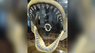 A replica of the massive jaws of a Megalodon, an extinct prehistoric shark that was the largest fish to ever live. Photo: Reaz Ahmad