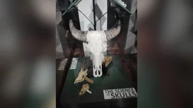 A Carabao (Water Buffalo) skull. Photo: Reaz Ahmad