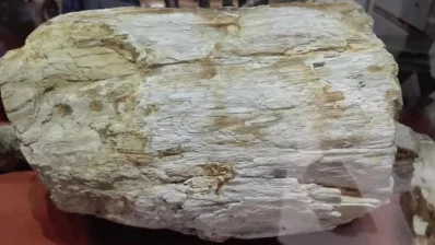 A piece of fossilized, white petrified wood. Photo: Reaz Ahmad