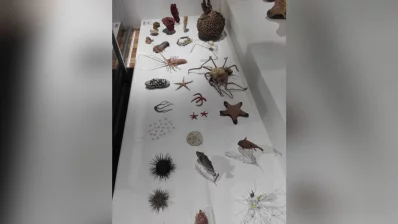 The display includes a variety of taxidermied marine and terrestrial invertebrates. Photo: Reaz Ahmad