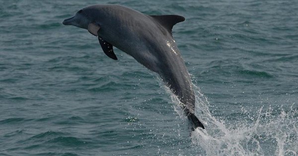 Researchers say Bangladesh dolphins show Bay of Bengal as a realm of  evolutionary change