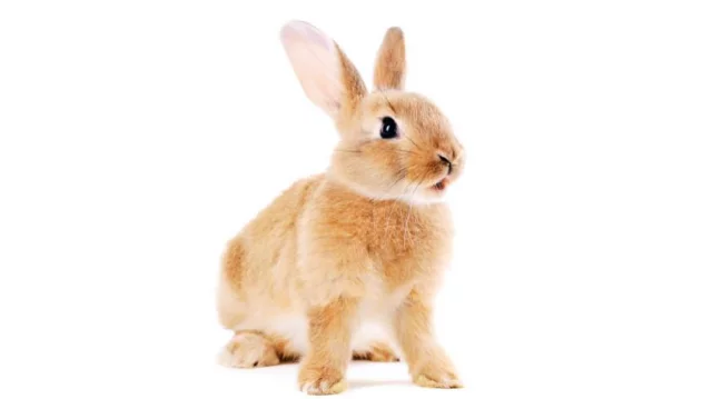 31 Bad Bunny ideas  bunny, bunny wallpaper, bunny pictures