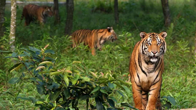 File:Royal Bengal Tiger in Bangabandhu Sheikh Mujib Safari Park.jpg -  Wikipedia