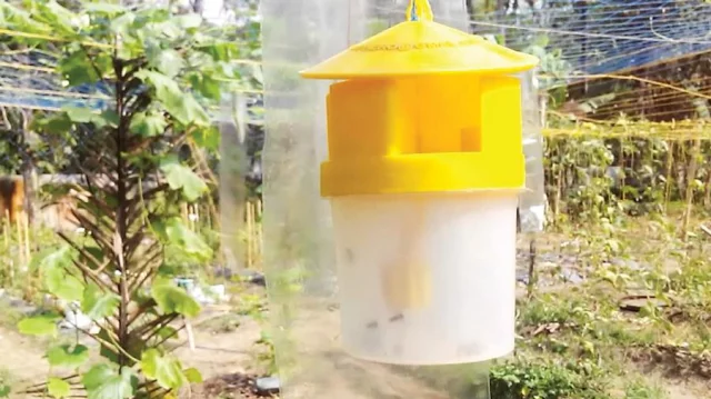 Pheromone trap method for pest control gaining popularity in