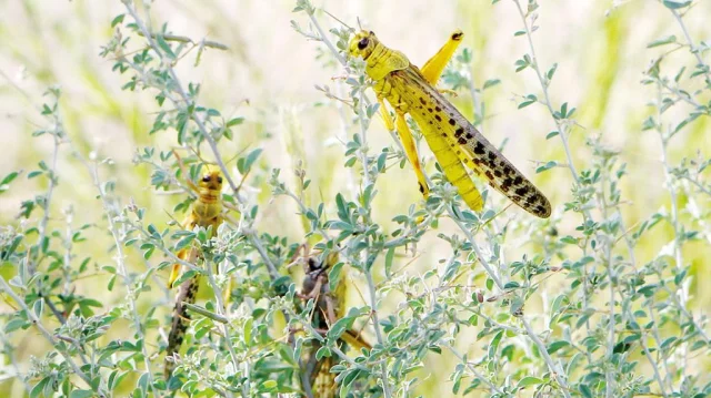 Watch For Grasshoppers in Crops | CropWatch | University of Nebraska–Lincoln