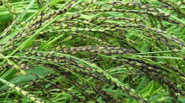 Tulsimala rice sees record yield in Sherpur