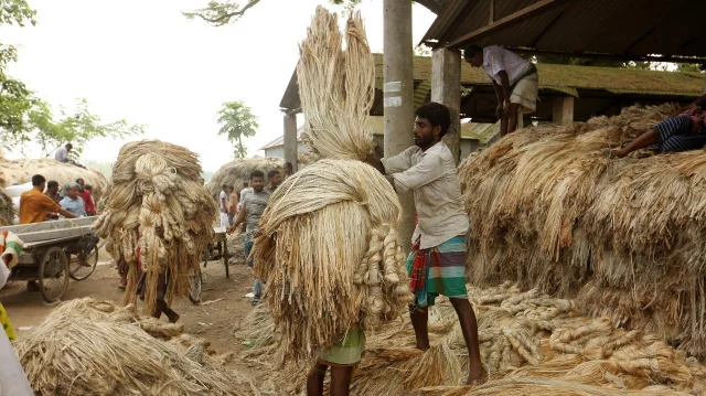Raw jute fiber bundle