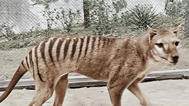 Tasmanian Tiger in Colour 