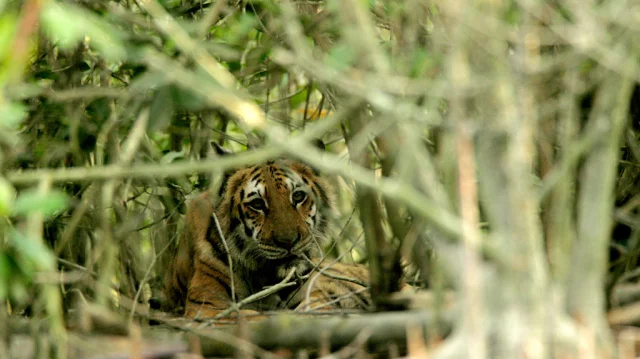 Bangladesh finds only 100 Bengal tigers in Sunderbans - BBC News