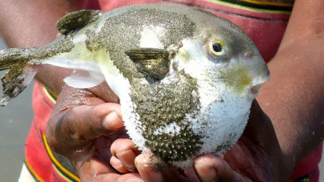 3G porno shirin nola qiladi