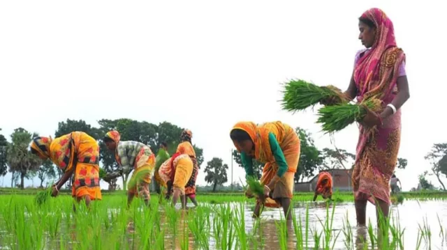 Kurigram farmers worried as cold wave and dense fog threaten seedbeds