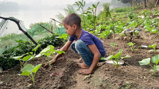 A student of Ideal Preparatory and High School in Begunbari tends to a vegetable garden. Photo: Dhaka Tribune