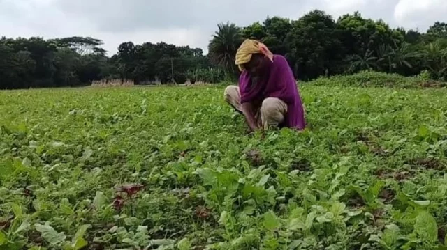 Bagerhat farmers expect bumper winter vegetable harvest