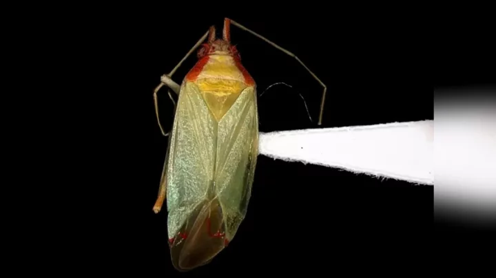 Pseudoloxops kamalaharrisae was named for the vice president to honor her commitment to environmentalism. (Courtesy: California Academy of Sciences)