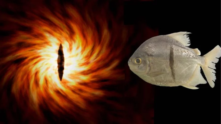 The fish&#96;s distinctive black stripe reminded researchers of JRR Tolkien&#96;s villain Sauron. (Courtesy NHM)