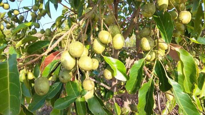 Olive (1)