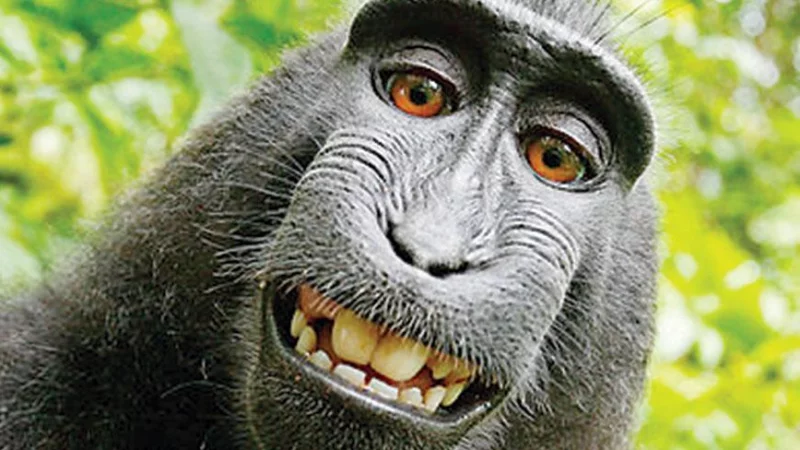 Cool Monkey Selfie | Just for TimePass |