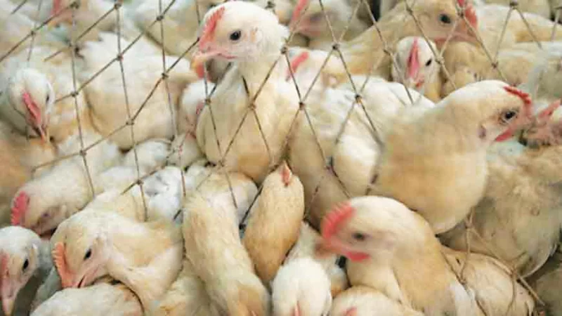 Anastasiya Chereshnichenko porno video Video porno inuest