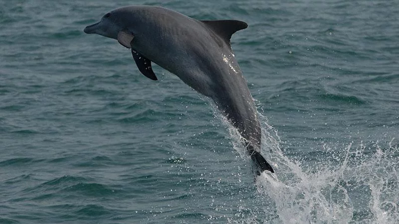 Dolphins are evolving in the Bay of Bengal