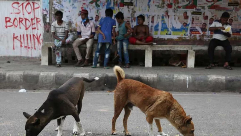 Are Dhaka streets no longer safe for dogs?