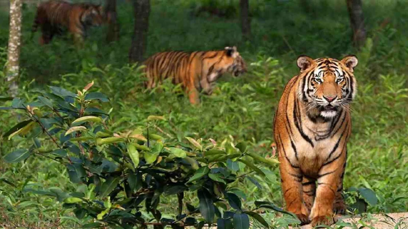 Sundarban Tourism