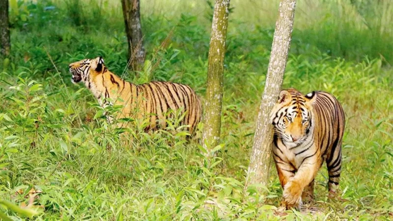 3 years of 'Bengal Tiger': Let's reminisce its glorious facts