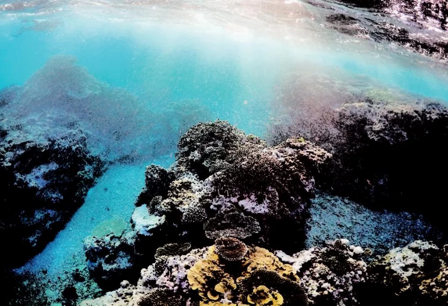This 2015 file photo shows an area of the Great Barrier Reef called the Coral Gardens located at Lady Elliot Island located north-east from the town of Bundaberg in Queensland Reuters 
