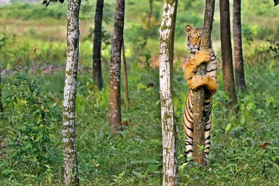 Photo: Syed Zakir Hossain