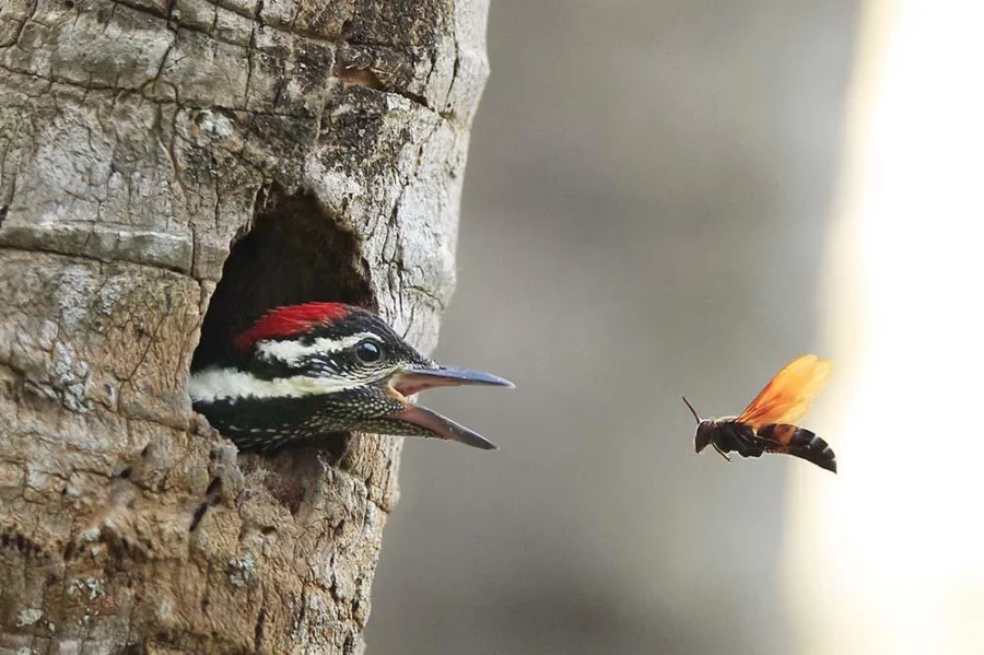 Photo: Syed Zakir Hossain