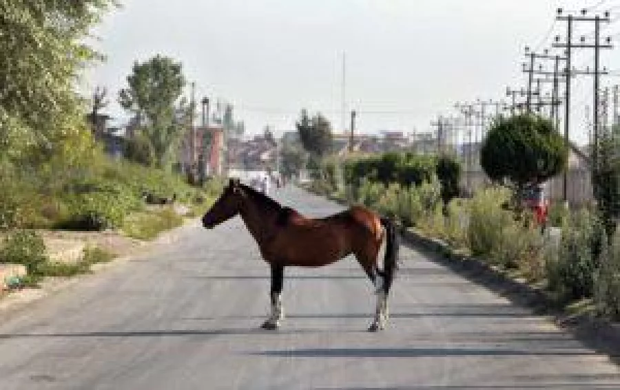 A horse stands in the middle of an empty street in Srinagar as the city remains under curfew following weeks of violence in Kashmir REUTERS