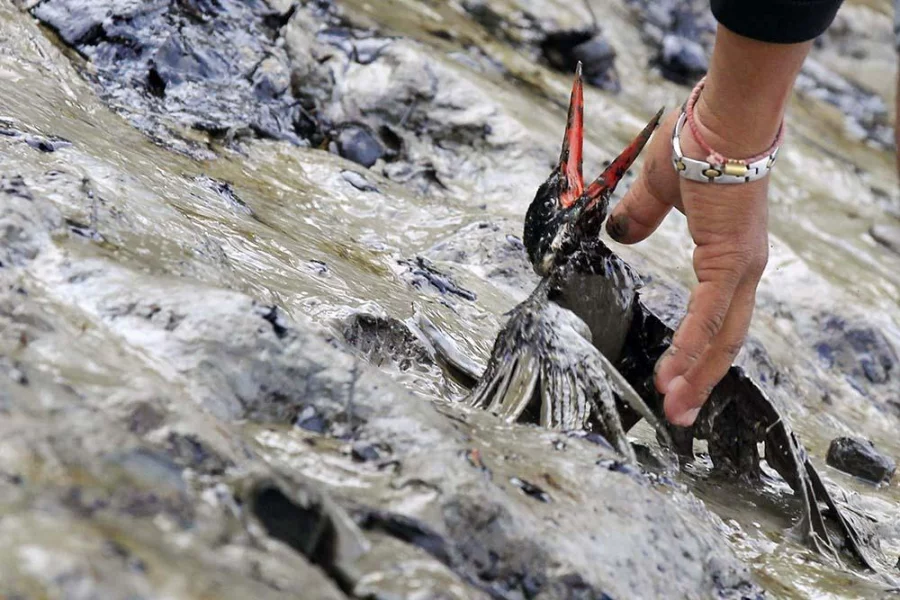 The helpless Kingfisher trapped in the oily mud, was later rescued. The massive oil spill in the world’s largest mangrove forest, the Sundarbans, has put many of the region’s fauna at severe risk. Photo: Syed Zakir Hossain