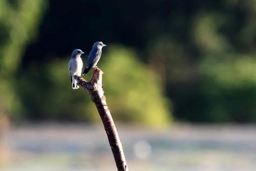Photo: Syed Zakir Hosain/Dhaka Tribune 
